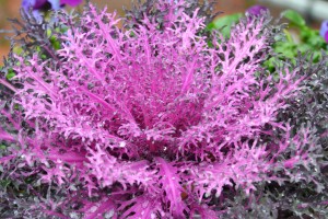 Ornamental_Kale_(8438757612)